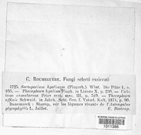 Thecaphora capsularum image